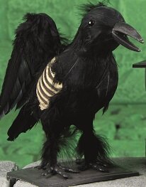 Crow Prop Feathered Showing Bones