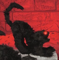 Furry Black Cat in Pose